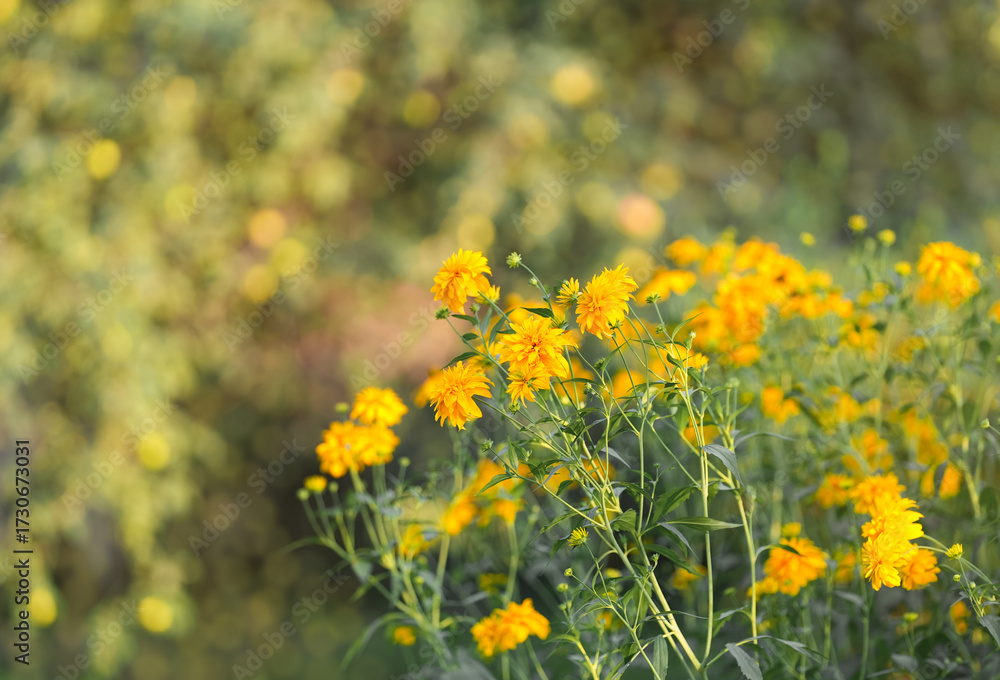 Fototapeta premium Bright yellow flowers bloom in a natural setting during sunny afternoon