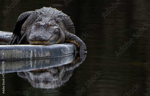 Alligator lying on a water fountain platform