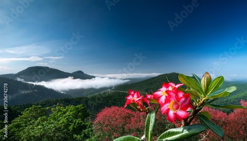 bunga kamboja jepang atau bunga adenium with copy space image place for adding text or design