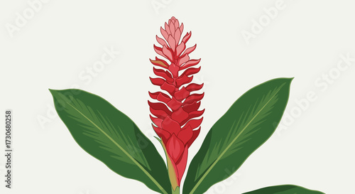 A beautiful illustration of a vibrant red ginger flower with large green leaves.