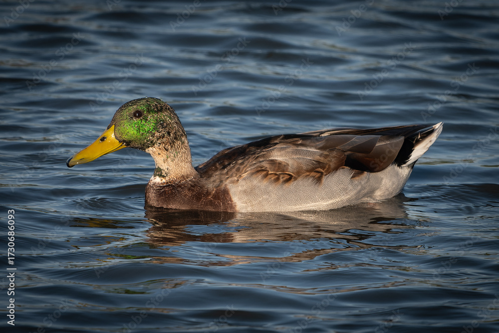 Fototapeta premium Erpel