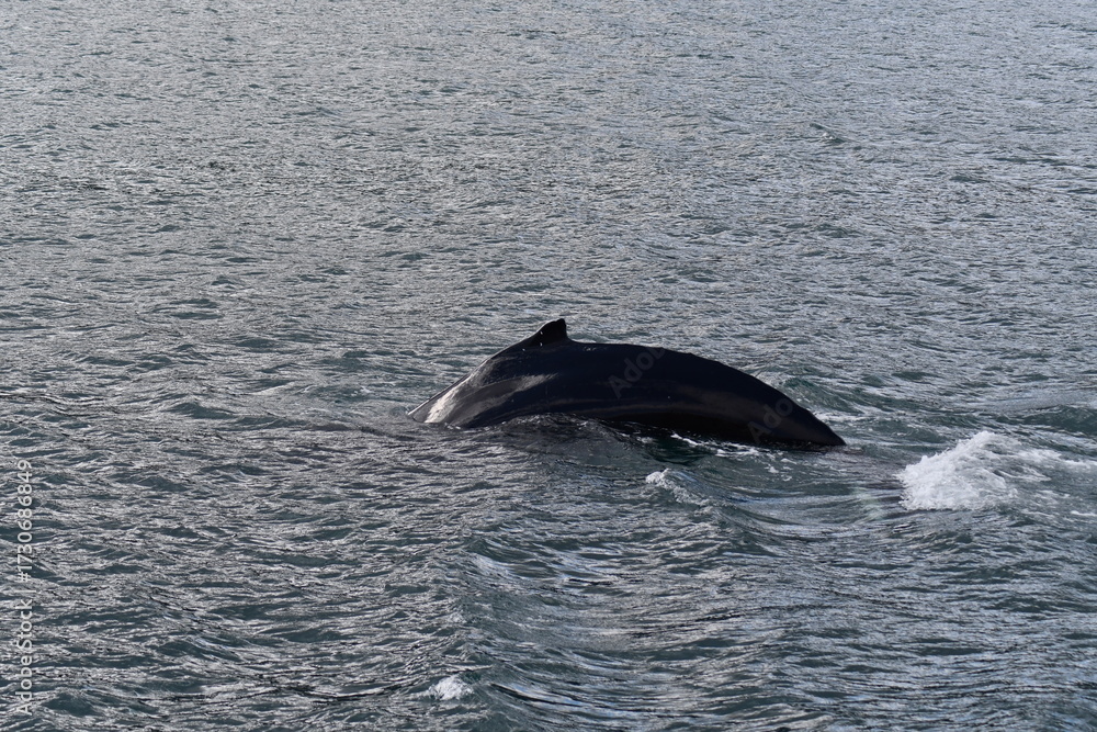 Obraz premium Hauganes: Osservazione delle balene in Islanda del Nord
