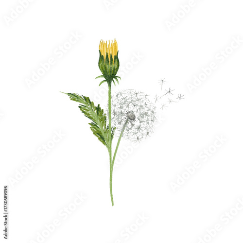 Dandelion individual item. Floral element