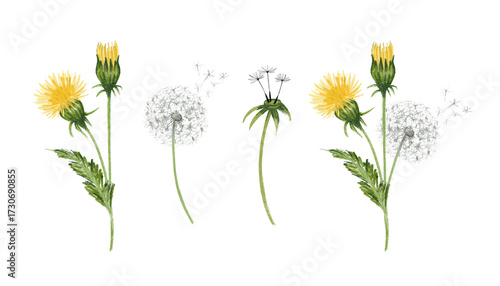 Hand drawn dandelions illustration set. Individual png elements