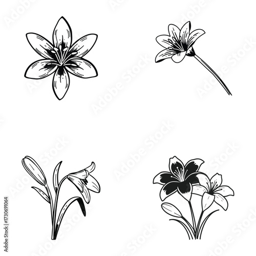 Zephyranthes Rain Lily Line Art.