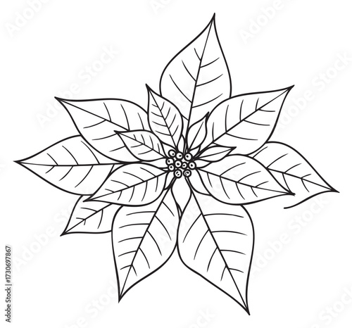 Black and white poinsettia line art drawing with detailed leaves - stock vector