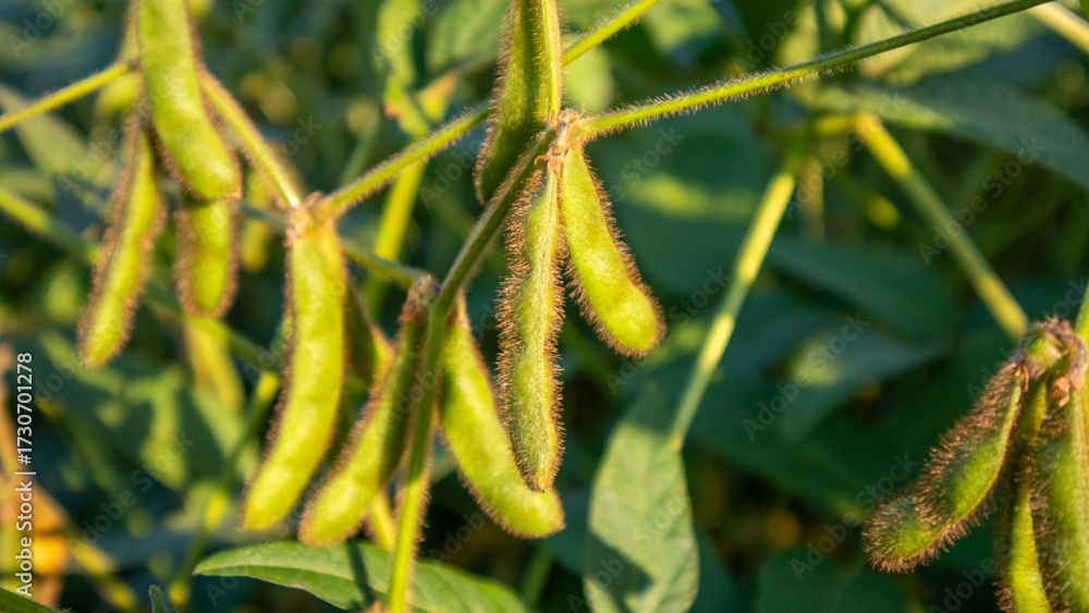 Fototapeta premium Soybean Plants Growing Under Sunlight in a Green Field