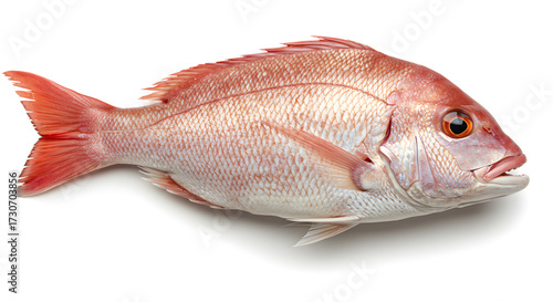 Red snapper fish on white background, fresh seafood for cooking  