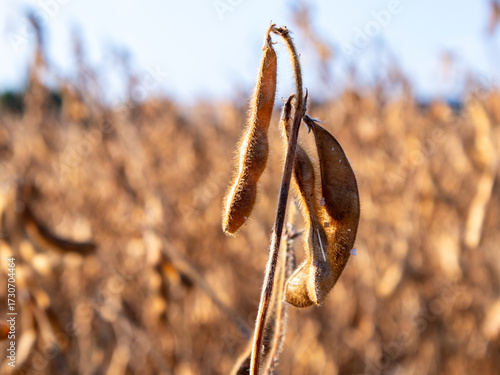 Golden Soybean Pods Ready for Harvest in Autumn