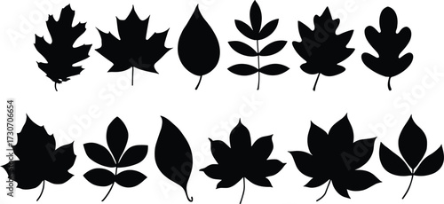 Leaf silhouette vector set, twelve botanical shapes, tree species diversity, black outline design, nature study, educational illustration, foliage collection, flat leaf icons
