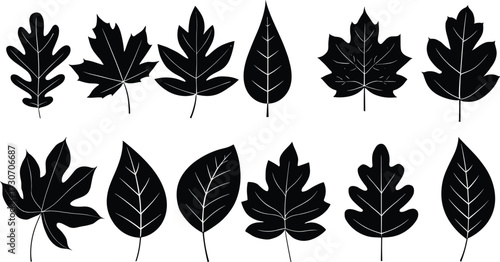 Leaf silhouette vector set, twelve botanical shapes, vein pattern diversity, black outline design, nature study, plant identification, educational illustration, foliage collection