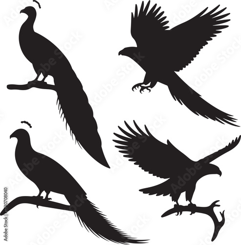 set of Peacock, Parrot, Eagle, Hawk silhouette vector on white background