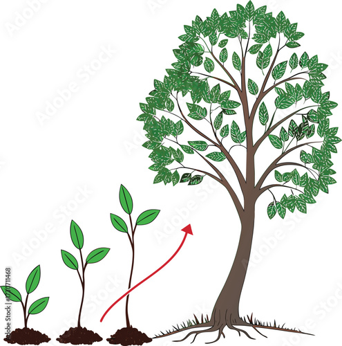 Tree growth stages from seedling to mature tree symbolizing development and progress isolated on transparent background