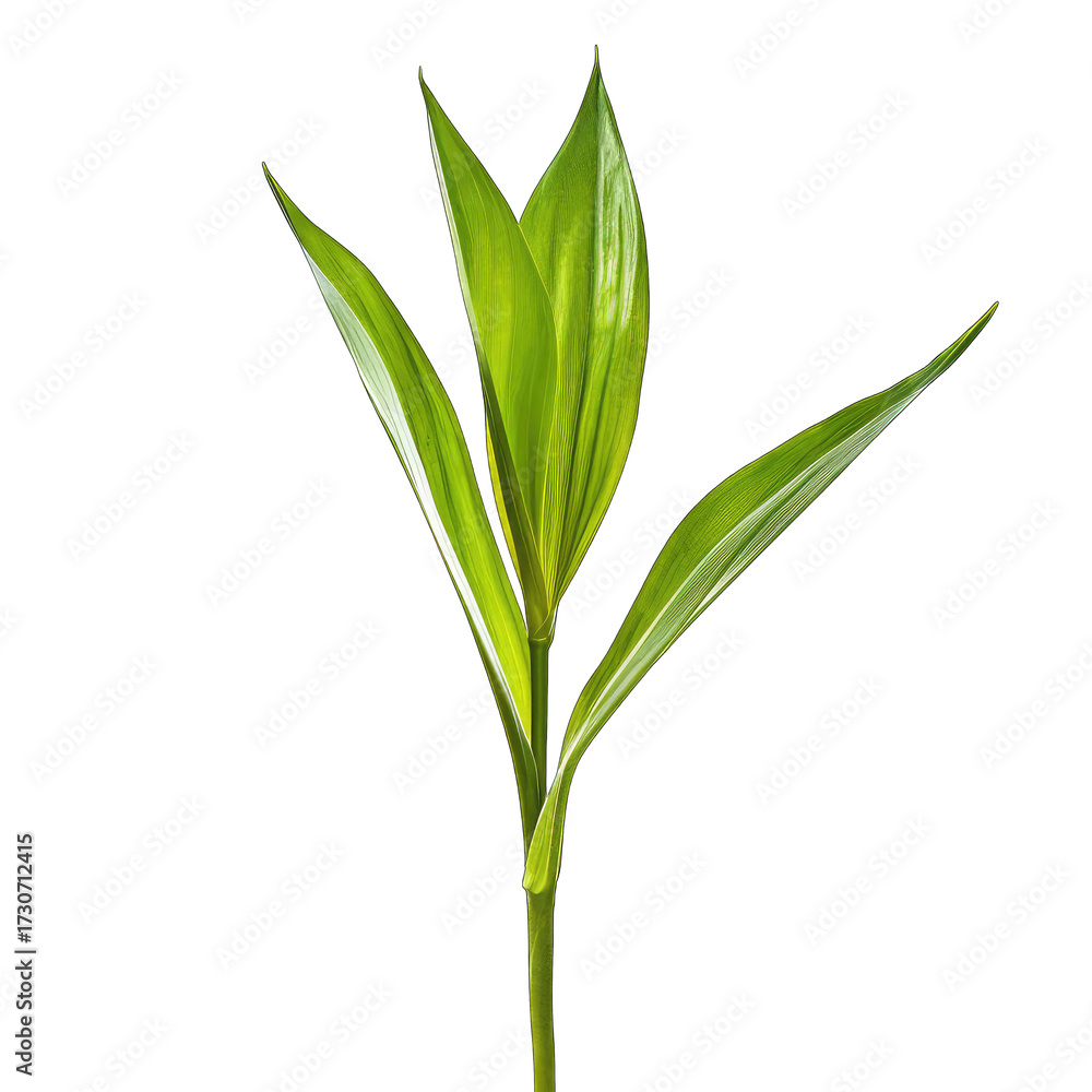 Obraz premium Vibrant green sprout with elongated, pointed leaves emerging from a slender stem against a stark black background