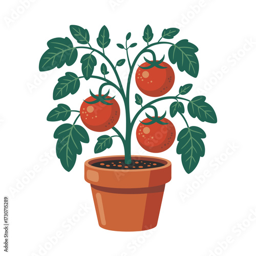 Tomato plant with ripe red fruits growing in pot illustration for gardening and food design