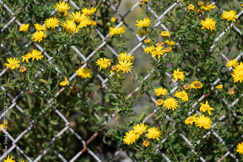 Urban Flowers
