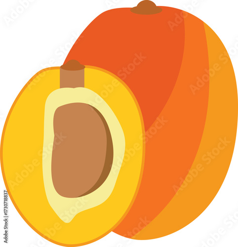 vector illustration of an apricot 