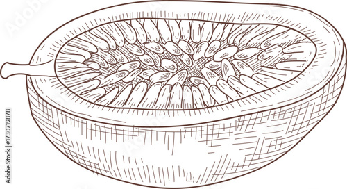 hand drawn vector illustration of a passion fruit 