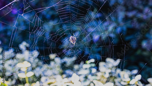 A spider in a spider web