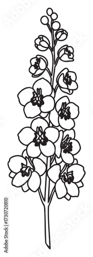 Detailed black and white delphinium flower line drawing art - stock vector