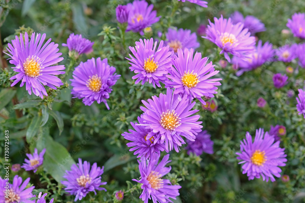 Fototapeta premium Purple Symphyotrichum novi belgii, also known as Michaelmas daisy and aster, ‘Samoa’ in flower.