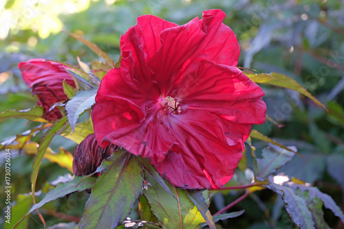 Red Hibiscus moscheutos, rose mallow, ‘Carousel Red Wine’ in flower.