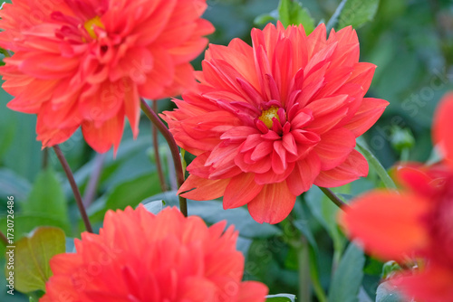 Orange decorative pinnate dahlia ‘stadt spremberg’ in flower.