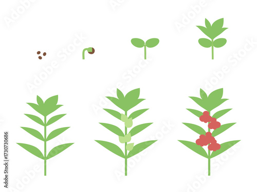 ホウセンカの成長のイラスト素材