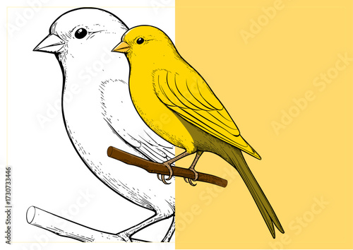 canary birds perched together on a branch in minimalist line art style, clean vector design with white background.