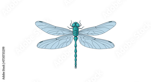 Pale blue dragonfly with translucent wings captured from above, isolated on a pure white background, showcasing delicate venation and segmented body, an elegant entomological illustration