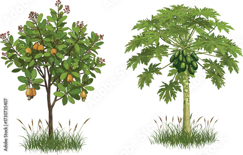 Cashew tree with ripe fruits, papaya tree with green papayas, tropical fruit trees illustration, exotic agriculture plants, botanical garden nature