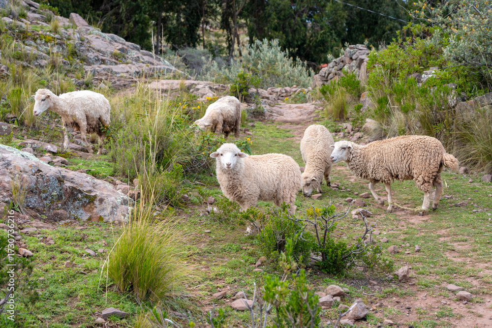Fototapeta premium Sheep grazing on Taquile Island, Lake Titicaca, Peru