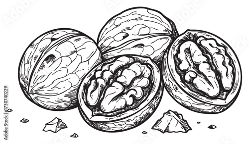 Detailed black and white illustration of whole and halved walnuts with shells and nutmeat - stock vector