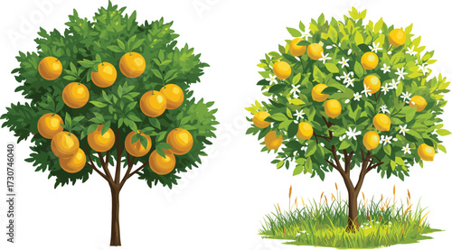 Orange tree with ripe fruits, citrus tree with blossoms, tropical fruit trees illustration, botanical agriculture plants, lush foliage, garden orchard nature