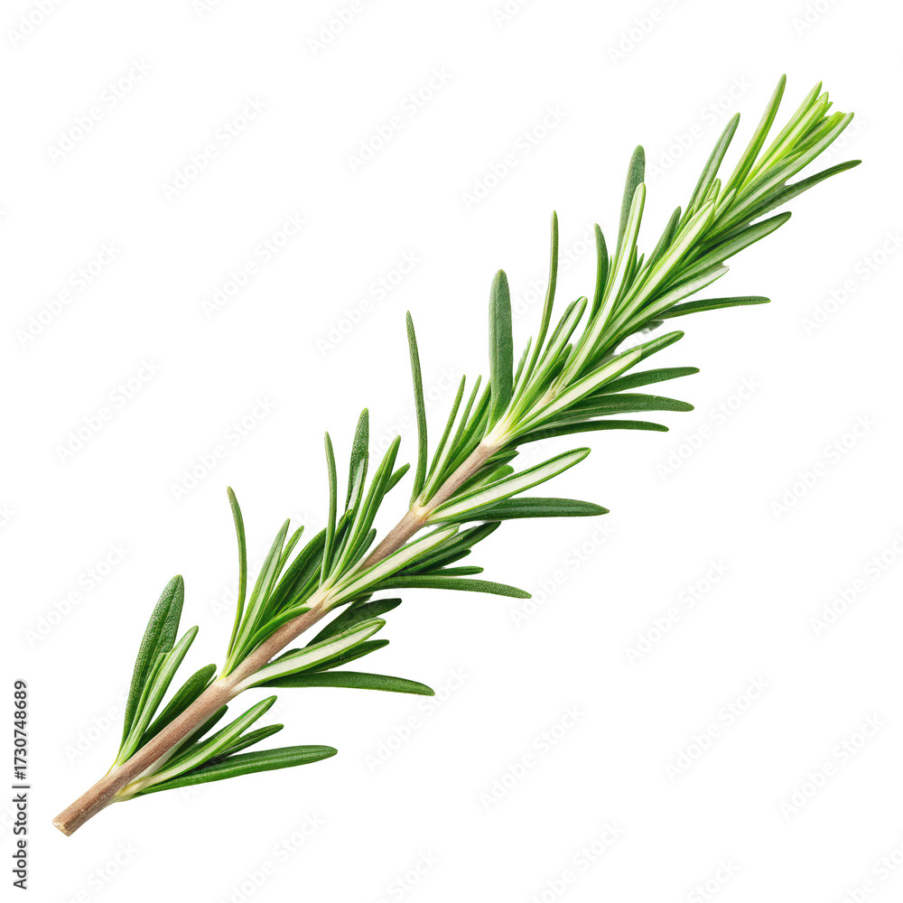 Fototapeta premium Rosemary branch png rosemary png herb branch png cooking rosemary png green herb png spice herb png transparent background image