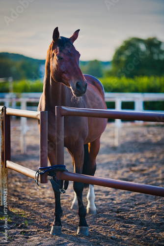 horse on the farm
