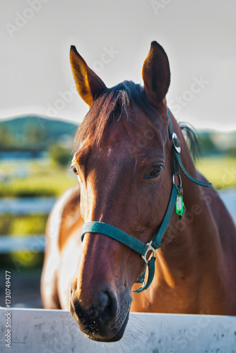 portrait of a horse