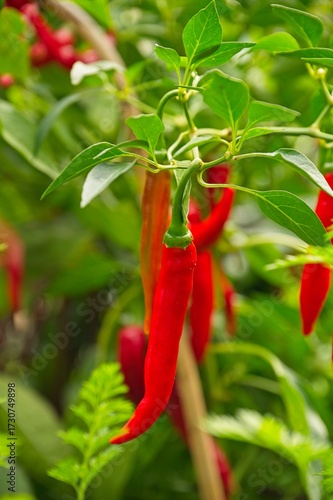red chili pepper fruits in an urban garden