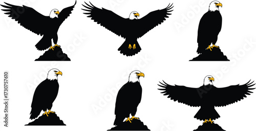 Collection of flying bald eagle vector silhouettes with wings spread, American freedom bird illustration set, wildlife raptor design for stock