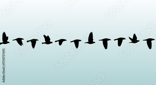 A sequence of bird silhouettes in flight against a softly colored sky, illustrating movement and migration patterns in nature
