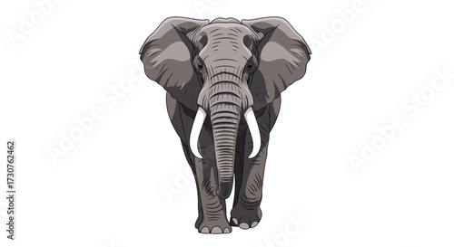 An african elephant walks forward with its trunk down.