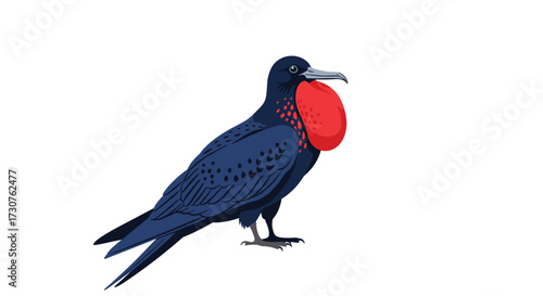 A large seabird with an inflatable red throat pouch.