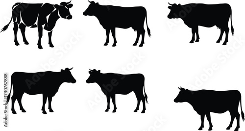 Cow silhouettes farm animals livestock vector illustration set, black cattle shapes standing grazing agriculture design for dairy farming content