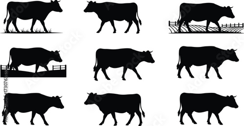 Cow silhouettes walking grazing cattle vector illustration set, black farm animals livestock agriculture design rural pasture outline shapes collection