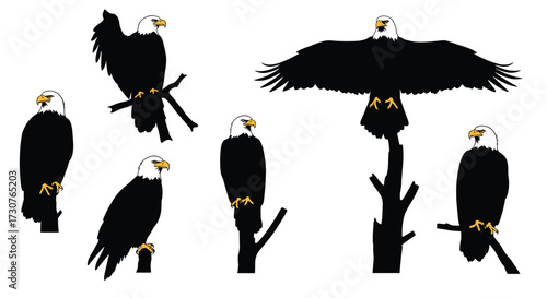 Set of majestic bald eagle vector illustrations with flying, perched, and branch poses, American wildlife bird silhouette design collection
