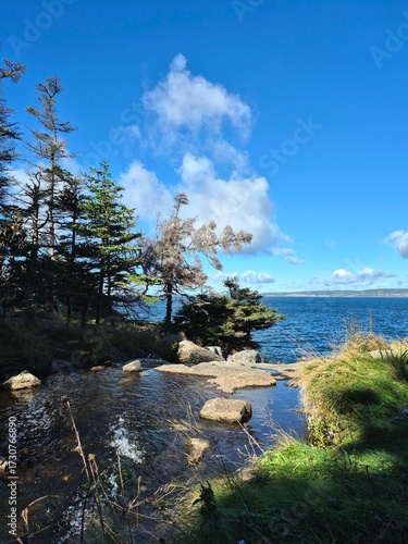 tree on the shore