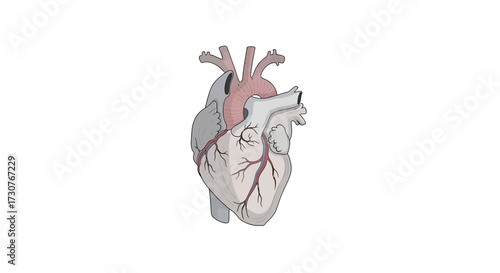anatomy of the human hearth