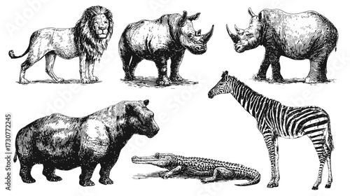Collection of Hand-drawn African Safari Wildlife Illustrations in Vintage Engraving Style