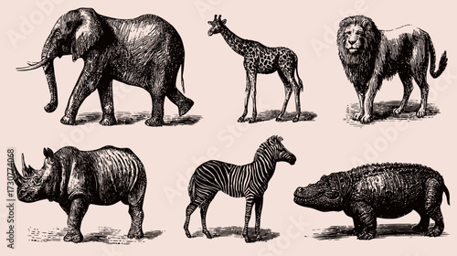 Antique Etching Set of African Safari Animals: Elephant, Giraffe, Lion, Rhinoceros, Zebra, Hippopotamus Illustrations