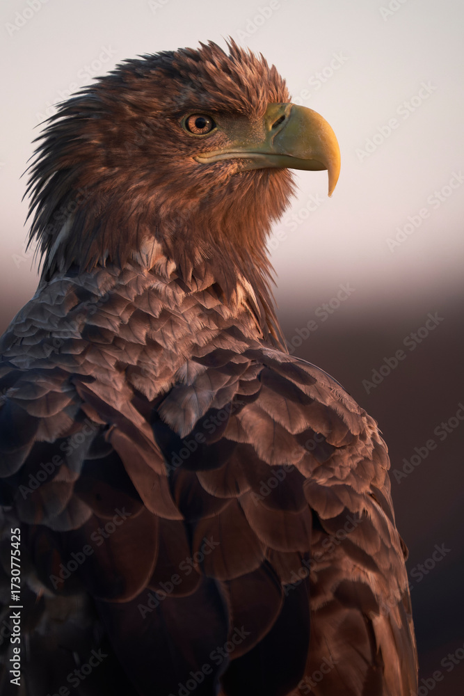 Obraz premium Portrait of white tailed eagle sitting in sunset